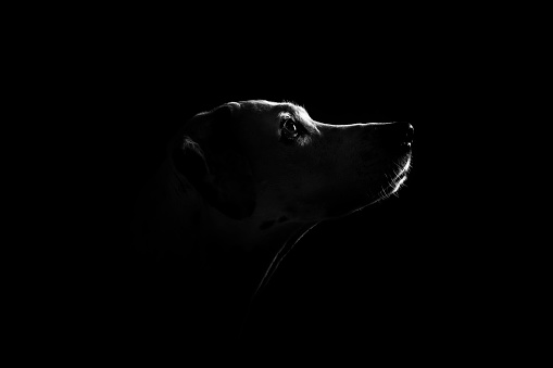 Elegant black and white silhouette portrait of an older Dalmatian dog, looking out of the picture
