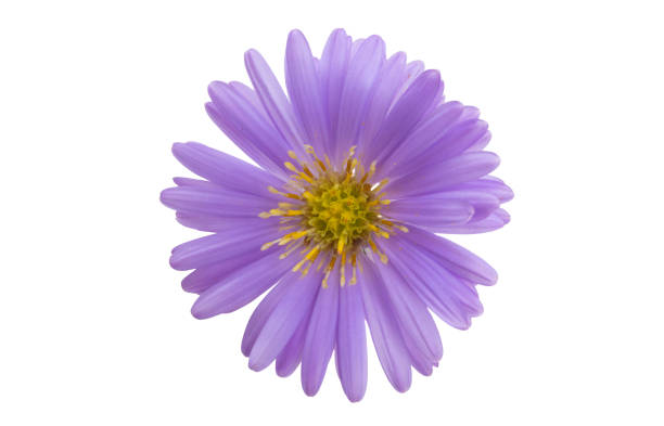 istock perennial aster isolated 1360035913