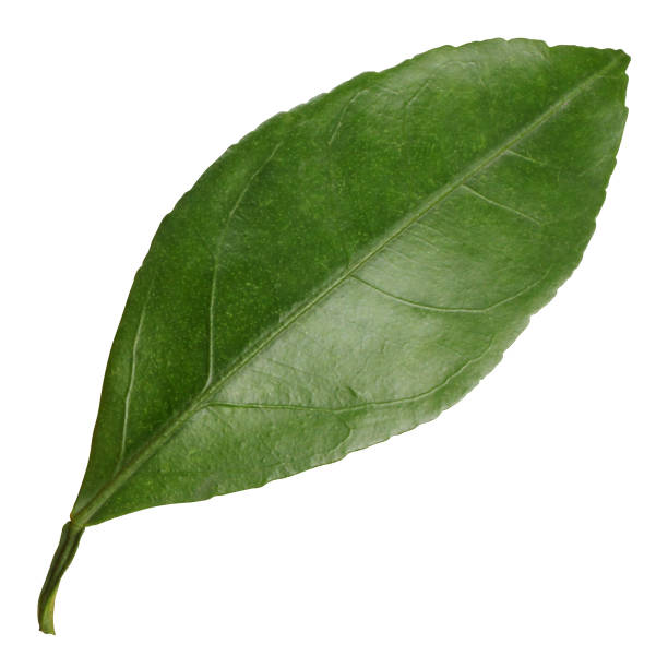 istock one tangerine leaf isolated on a white. 1360036228