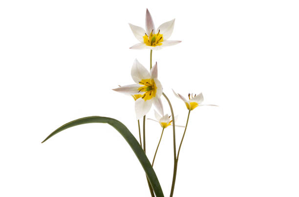 istock wild tulip flower isolated 1360036274