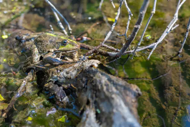 Photo of Large speckled frog close-up in the wild. Animal in good quality.