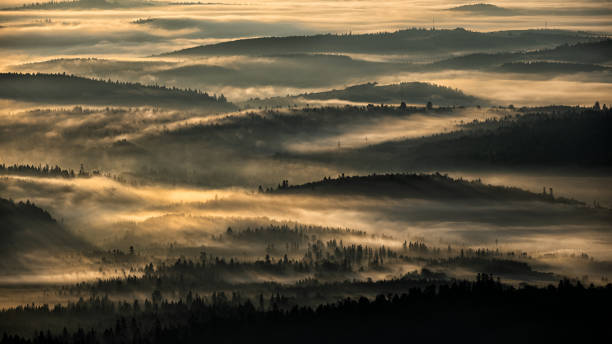 Dark, foggy forest at sunrise. The trees in the back light. Bieszczady National Park, the Carpathians, Poland Dark, foggy forest at sunrise. The trees in the back light. Bieszczady National park, the Carpathians, Poland bieszczady mountains stock pictures, royalty-free photos & images