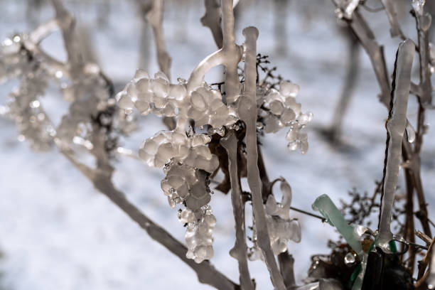 Close up of a frozen grape in sunshine. Water grape after frozen rain in the sunlight. Photo suitable as a mural for wineries. Viticulture photo in winter Close up of a frozen grape in sunshine. Water grape after frozen rain in the sunlight. Photo suitable as a mural for wineries. frozen grapes stock pictures, royalty-free photos & images