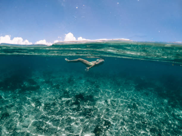 istock Woman swimming in Mauritius 1360037640