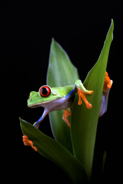 istock Red eyed tree frog on a plants 1360037719