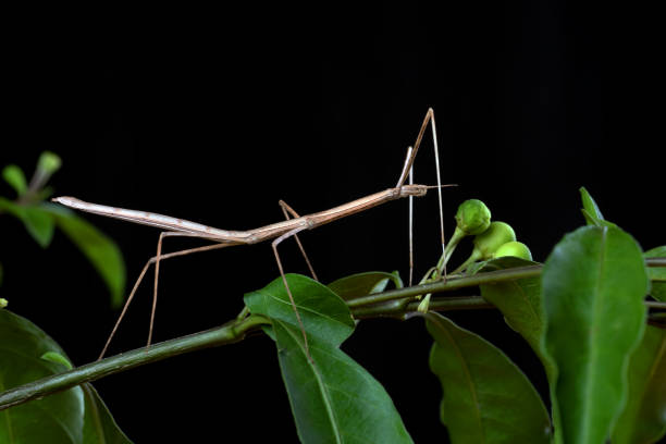 o inseto de vara ( phasmatodea ) em uma árvore - bicho pau - fotografias e filmes do acervo