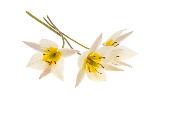 istock wild tulip flower isolated 1360038078