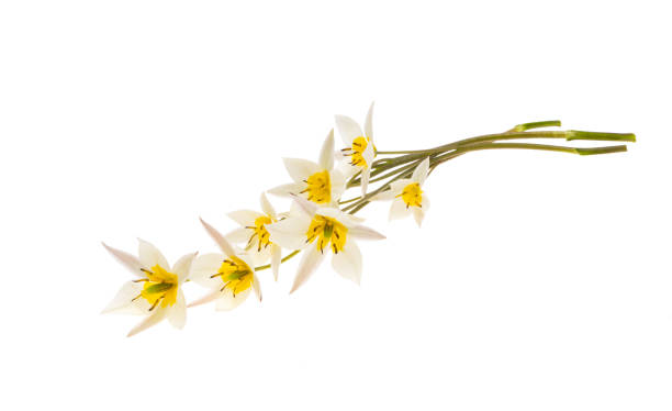 istock wild tulip flower isolated 1360038104