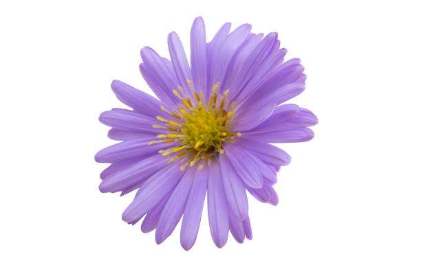 istock perennial aster isolated 1360038818