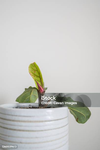 Fiddle Leaf Fig Plant With New Leaf Stock Photo - Download Image Now - Color Image, Damaged, Destruction