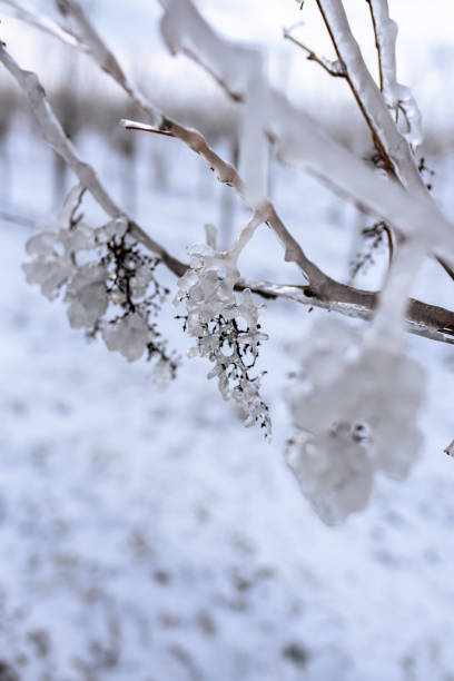 日差しの中で凍ったブドウをクローズアップ。日光の下で凍った雨の後の水ぶどう。ワイナリーの壁画として適した写真。冬のブドウ栽培写真 - winter close up nature macro ストックフォトと画像