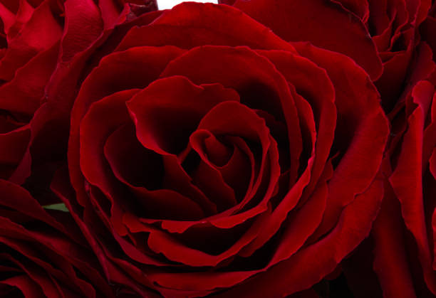 istock bouquet of red roses isolated 1360039793