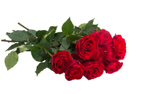 istock bouquet of red roses isolated 1360040496