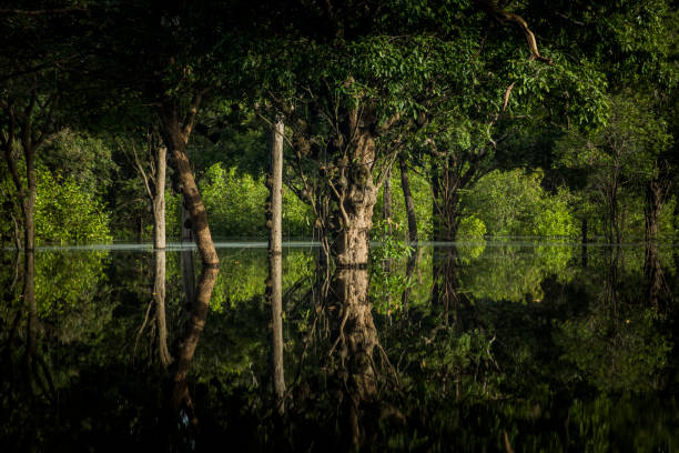 amazone - fleuve noir - rainforest brazil amazon river amazon rainforest photos et images de collection