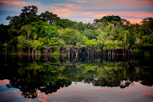 Amazon rainforest. In the photo: Rio Negro, located in the state of Amazonas.