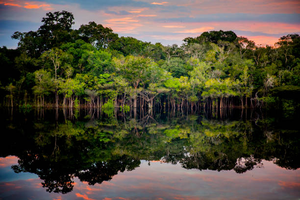Amazon - Black River Amazon rainforest. In the photo: Rio Negro, located in the state of Amazonas. amazon region stock pictures, royalty-free photos & images