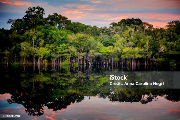 Amazon Black River Stock Photo - Download Image Now - Amazon Region, Amazon Rainforest, Brazil
