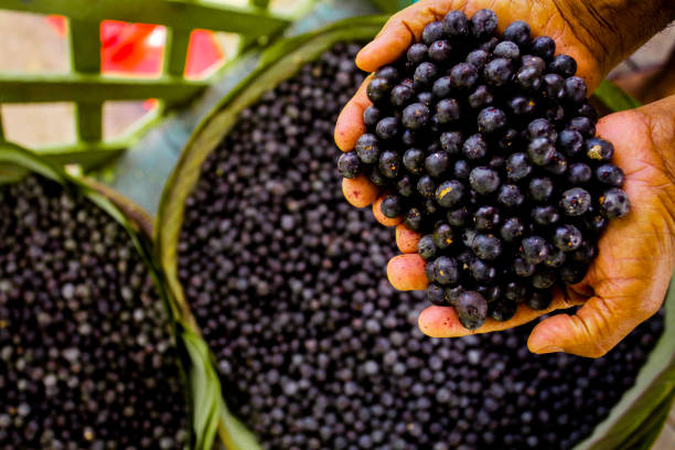 açaí, fruta amazônica - açaí - fotografias e filmes do acervo