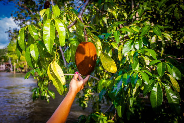 Cocoa, Amazon fruit. Cocoa, a fruit from the Amazon rainforest. In the photo: Cocoa in the state of Pará, in Belém. magnoliopsida stock pictures, royalty-free photos & images