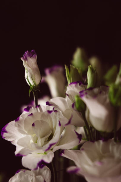 istock Beautiful flower bouquet with white Lisianthus or Eustoma flower on black background. 1360042770