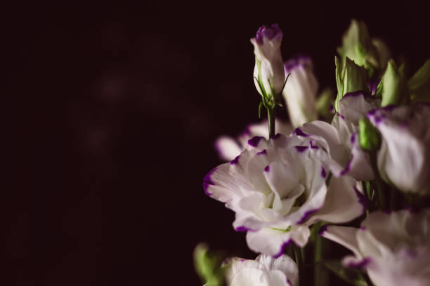 istock Beautiful flower bouquet with white Lisianthus or Eustoma flower on black background. 1360042802