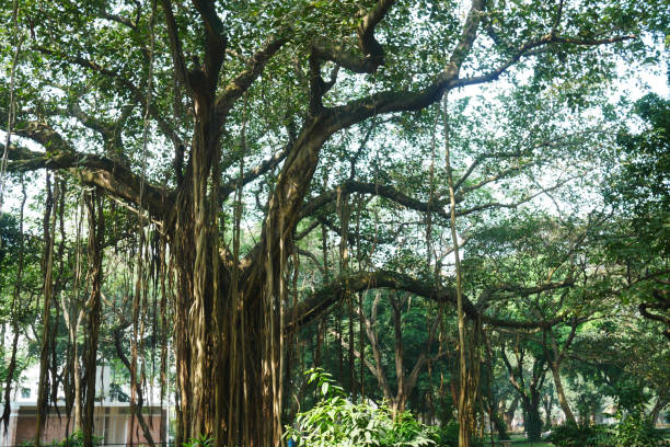 istock old trees at local park in bangladesh 1360046904