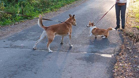 Conflict of two dogs, males in the yard on the road, a corgi and a mongrel on leashes