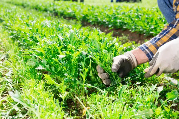 Male hands picking organic arugula on farm field