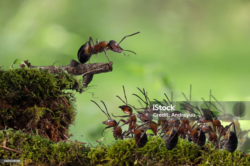 Crowd of red ants, speaker, protesting Crowd of red ants, speaker, protesting, demonstration Animal Stock Photo