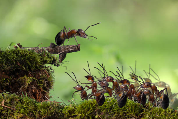Crowd of red ants, speaker, protesting Crowd of red ants, speaker, protesting, demonstration ant colony stock pictures, royalty-free photos & images
