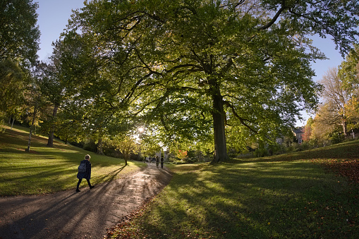 Sheffield, United Kingdom, 21st October, 2021: Woman wearing coat and backpack strides along a sun lit path under tree in sheffield botanical gardens