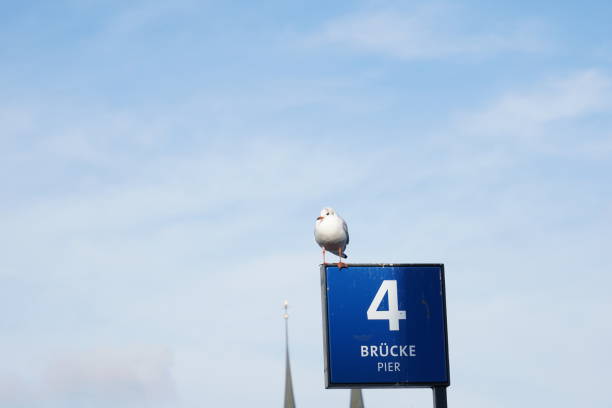 Square shaped signpost saying in German 4 bridge pier. It is placed in lake harbour Lucerne in Switzerland. There is sea gull sitting on signpost. There is sky on background with lot of copy space.