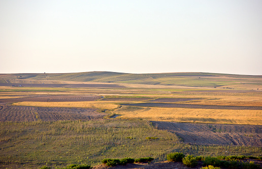 farm in steppe with hill in kırşehir turkey. The lentil on field in summer time.