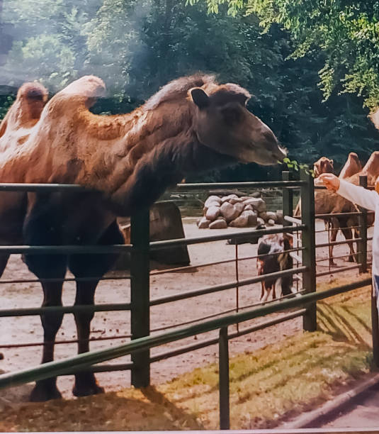 a camel is being fed - bactrian camel imagens e fotografias de stock