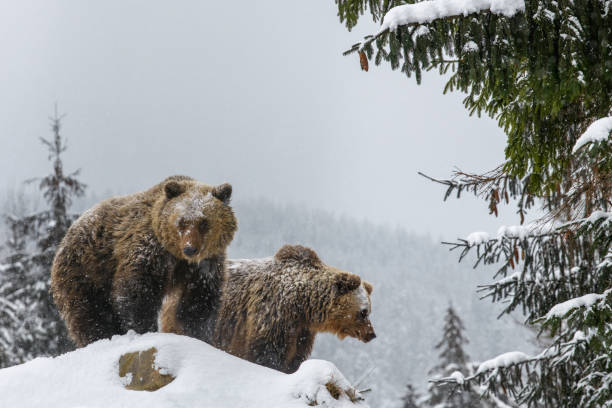 istock Close wild big brown bear in winter forest 1360054912