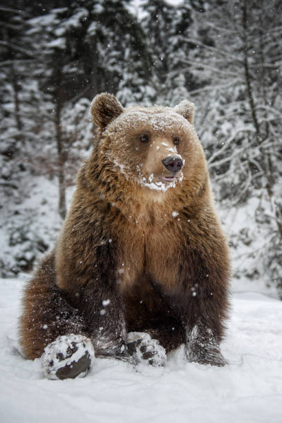 istock Close wild big brown bear to sit in winter forest 1360054934
