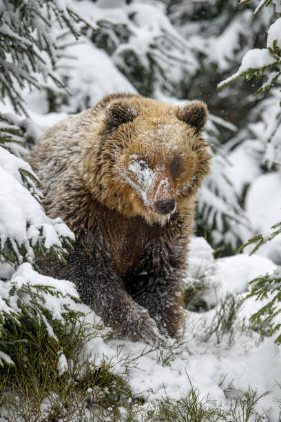 istock Close wild big brown bear in winter forest 1360054957