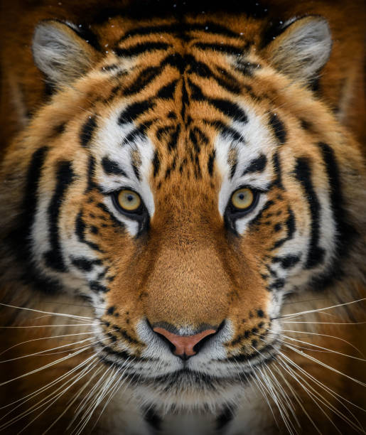 This is a tiger portrait. This menacing tiger have great orange