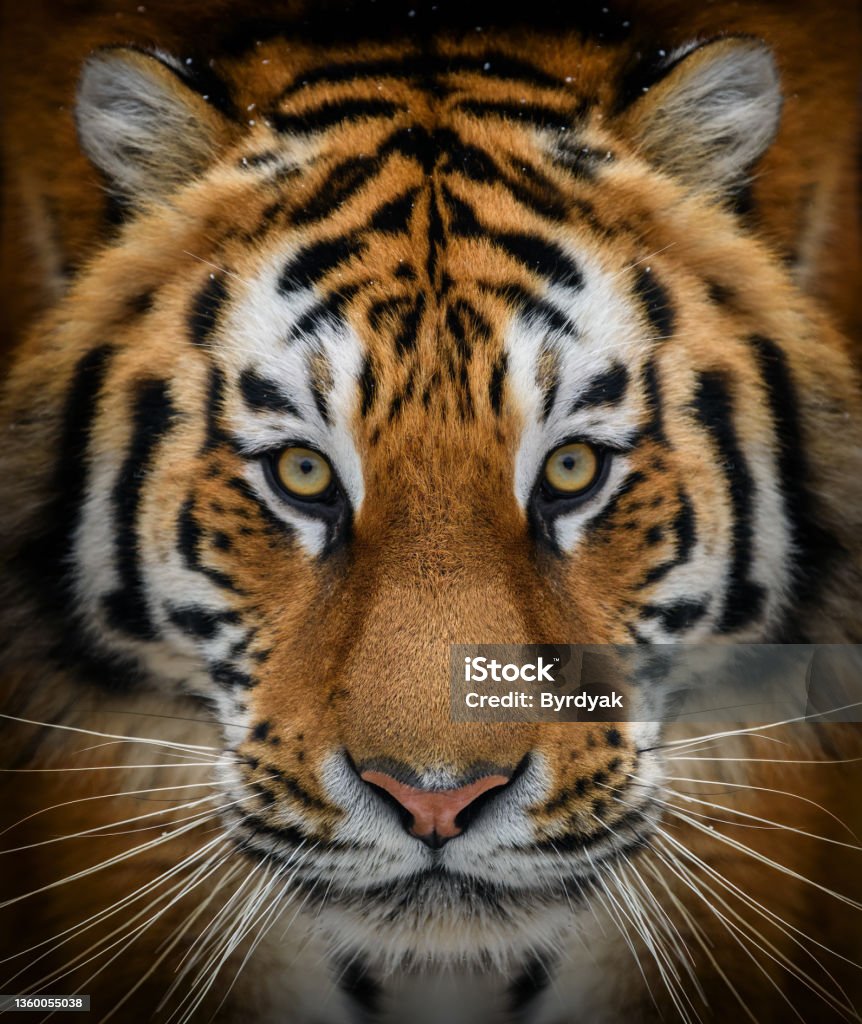 Close up view portrait of a Siberian tiger Close up view portrait of a Siberian tiger (Panthera tigris altaica) Tiger Stock Photo