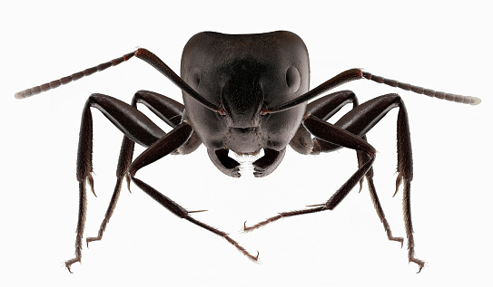 Big black ants, Isolated white background