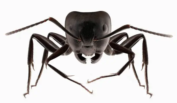 Photo of Big black ants