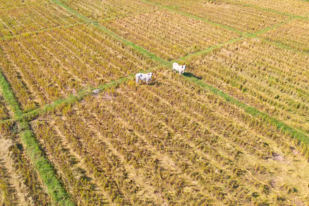 Photo of Aerial view of cows eating green rice and grass field. Animals in agriculture farm.