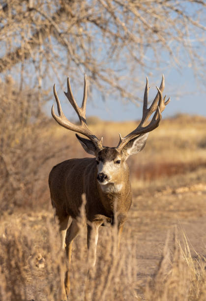 istock Buck Mule deer in Autumn in Colorado 1360057877