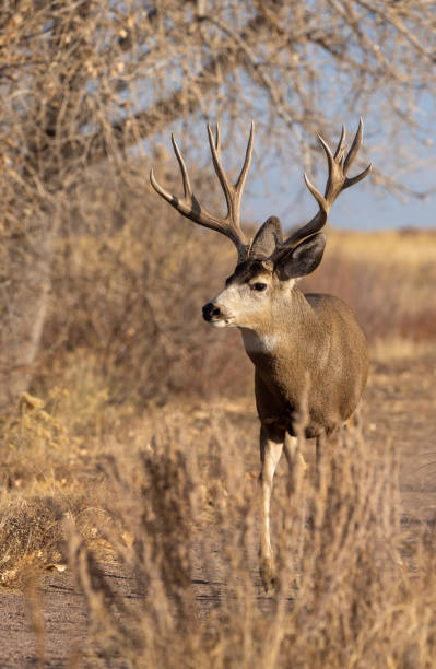 istock Buck Mule deer in Autumn in Colorado 1360058105