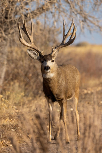 istock Buck Mule deer in Autumn in Colorado 1360058106
