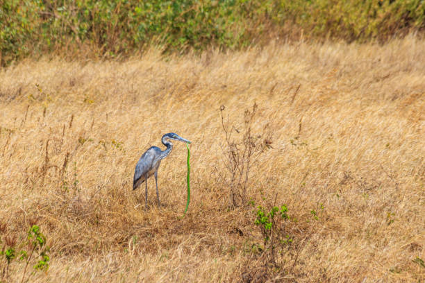 черноголовая цапля (ardea melanocephala), поедая восточную зеленую мамбу (dendroaspis angusticeps) в сухой траве в национальном парке кратера нгоронгоро, танзан - angusticeps стоковые фото и изображения