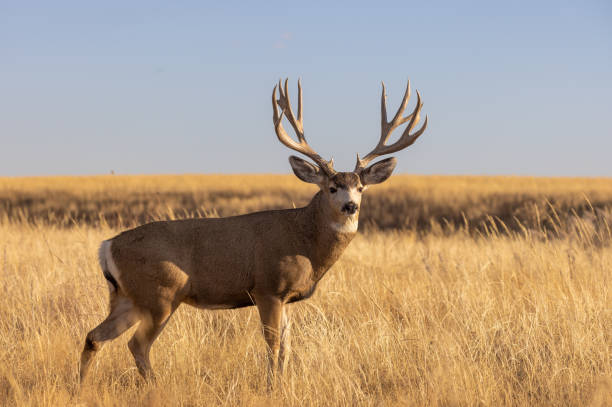 istock Buck Mule deer in Autumn in Colorado 1360058309