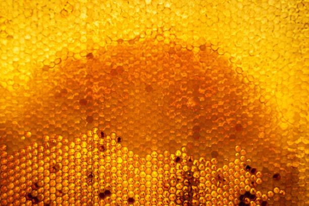 honeycomb Natural hexagonal honeycomb from bee hive filled with organic thick honey for drug medicine honeycomb animal creation stock pictures, royalty-free photos & images