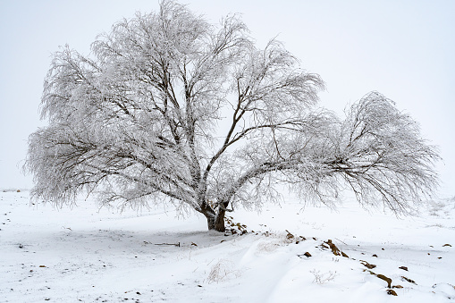 A beautiful shot of frozen tree in a big land covered with snow in Winterberg, Germany