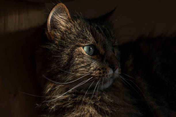 istock Tabby brown gray cat with long ears and green eyes 1360059734